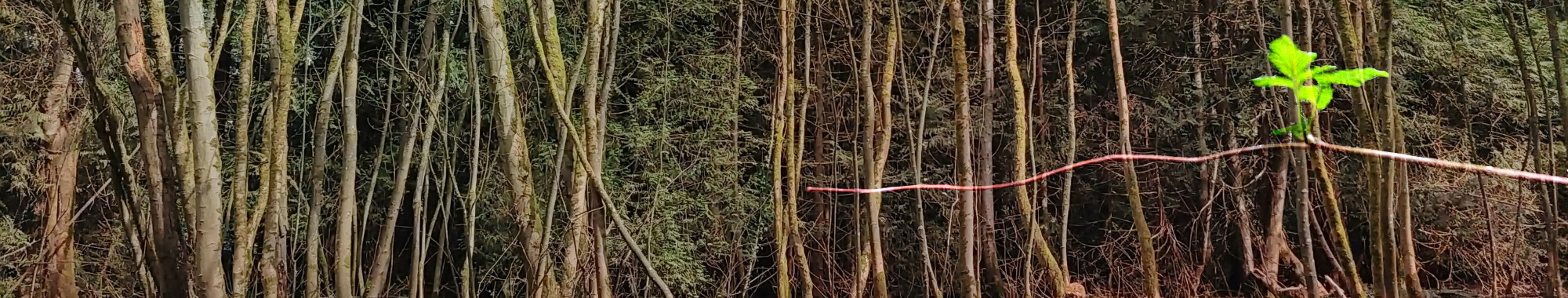 Inquiry Based Place Based Learning Bc Leaf Learning